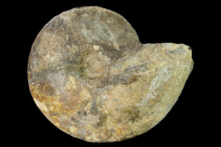Cretaceous Fossil Ammonite (Placenticeras) - Texas #157233